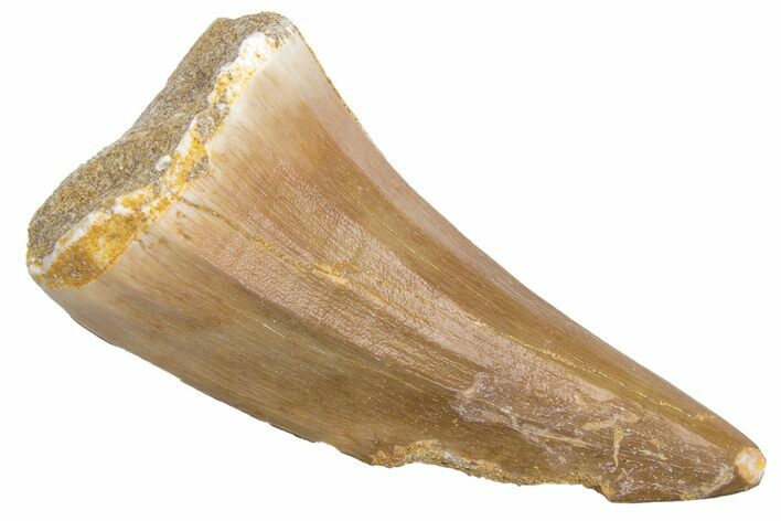 Fossil Mosasaur (Mosasaurus) Tooth - Morocco #226343